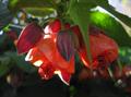 Abutilon Hybridum